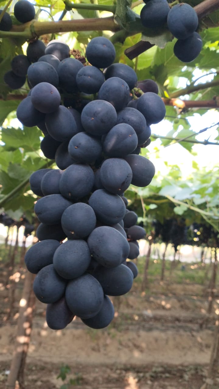 Grapes